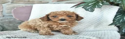 Toy Poodle dogs for sale: Lenny  - Ad 3