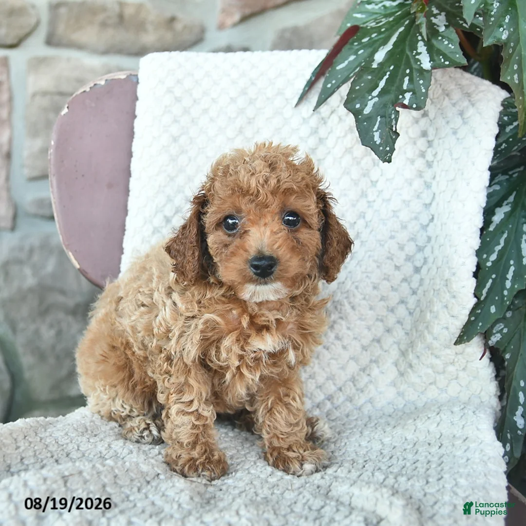 Toy Poodle dogs for sale: Lenny  - Ad 3