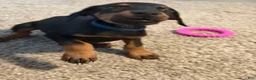Doberman Pinscher dogs for sale: Doberman Pinscher 5 - Ad 3