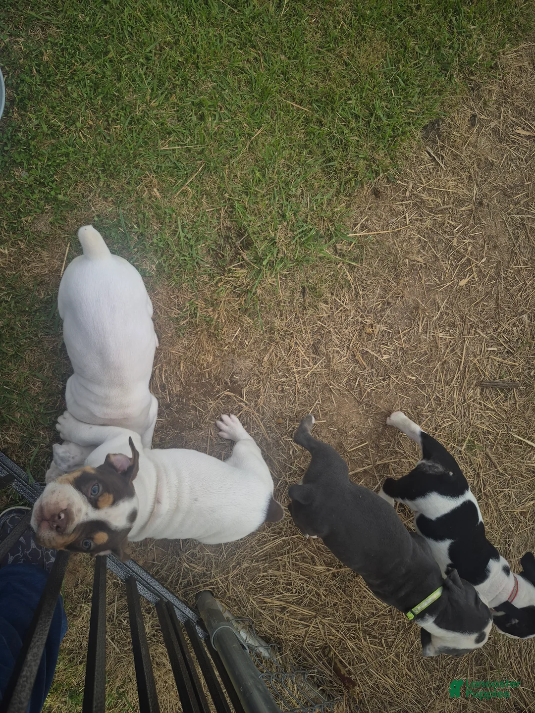 Olde English Bulldogge dogs for sale: Olde English Bulldogge choclate tan - Ad 2