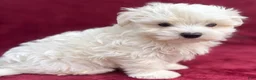 Maltese dogs for sale: Dodge - Ad 4