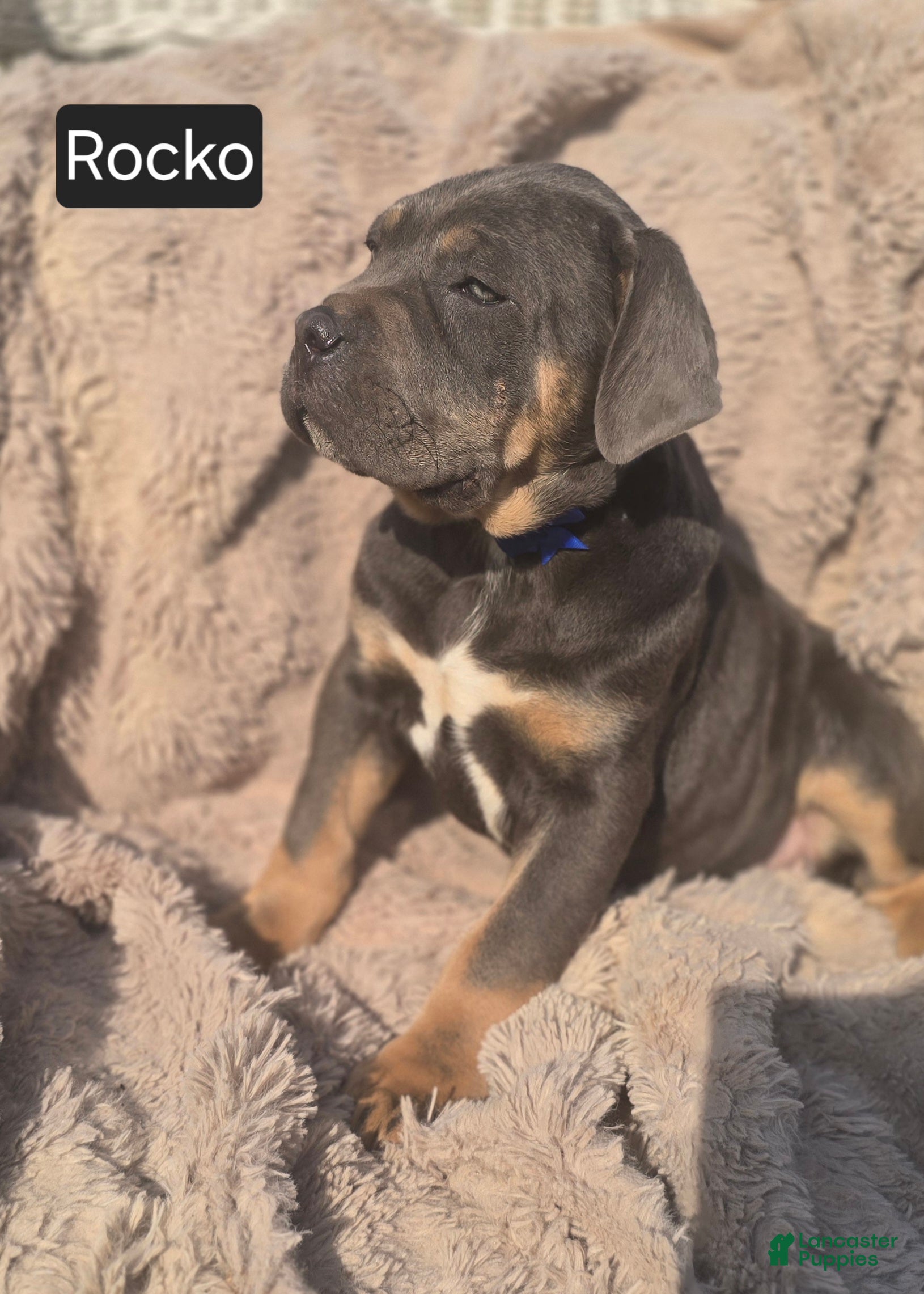 Cane Corso dogs Rocko - Ad 19