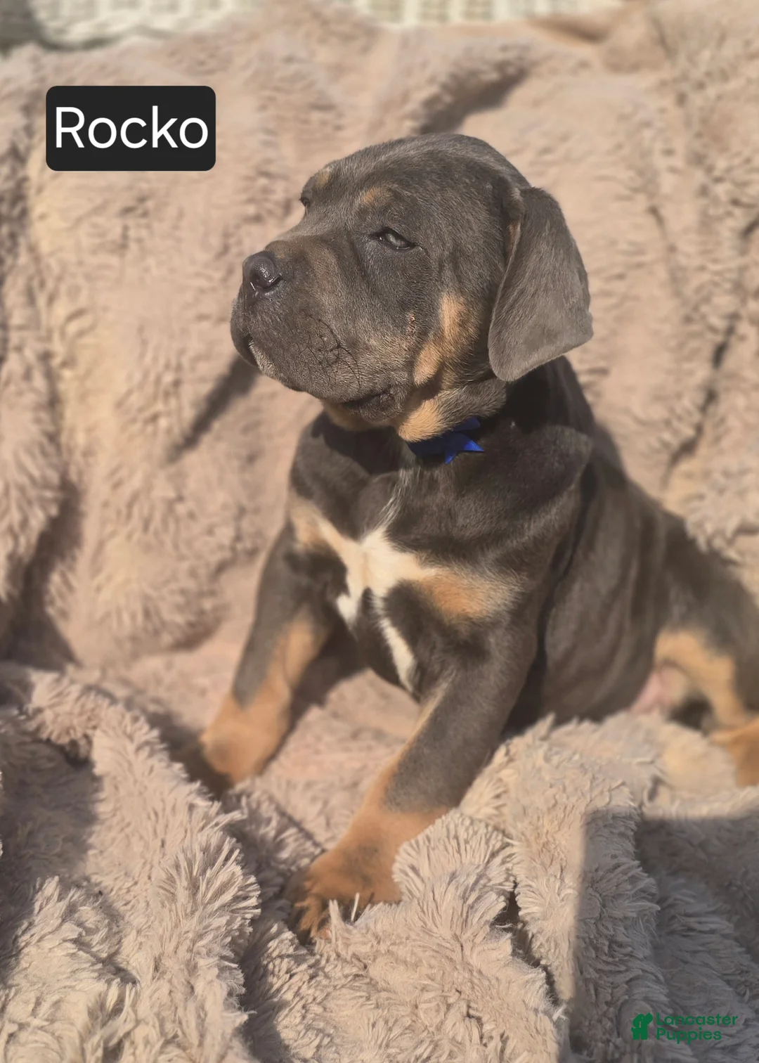 Cane Corso dogs for sale: Rocko - Ad 1