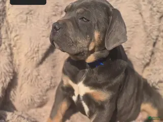 Cane Corso dogs Rocko - Ad 9