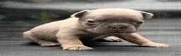 French Bulldog dogs for sale: Steph - Ad 1