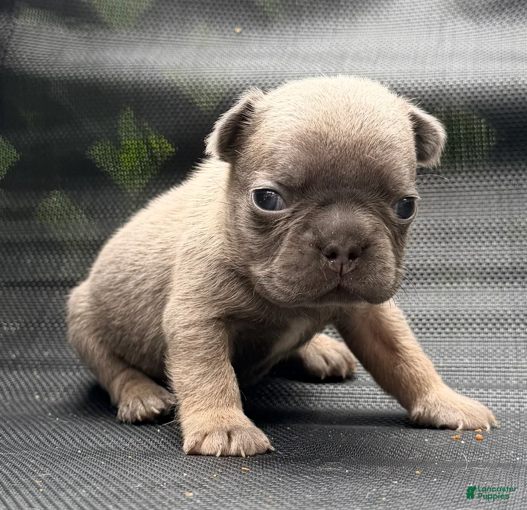 French Bulldog dogs for sale: Steph - Ad 1