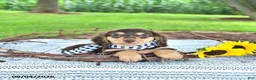 Miniature Dachshund dogs for sale: Sarge - Ad 4