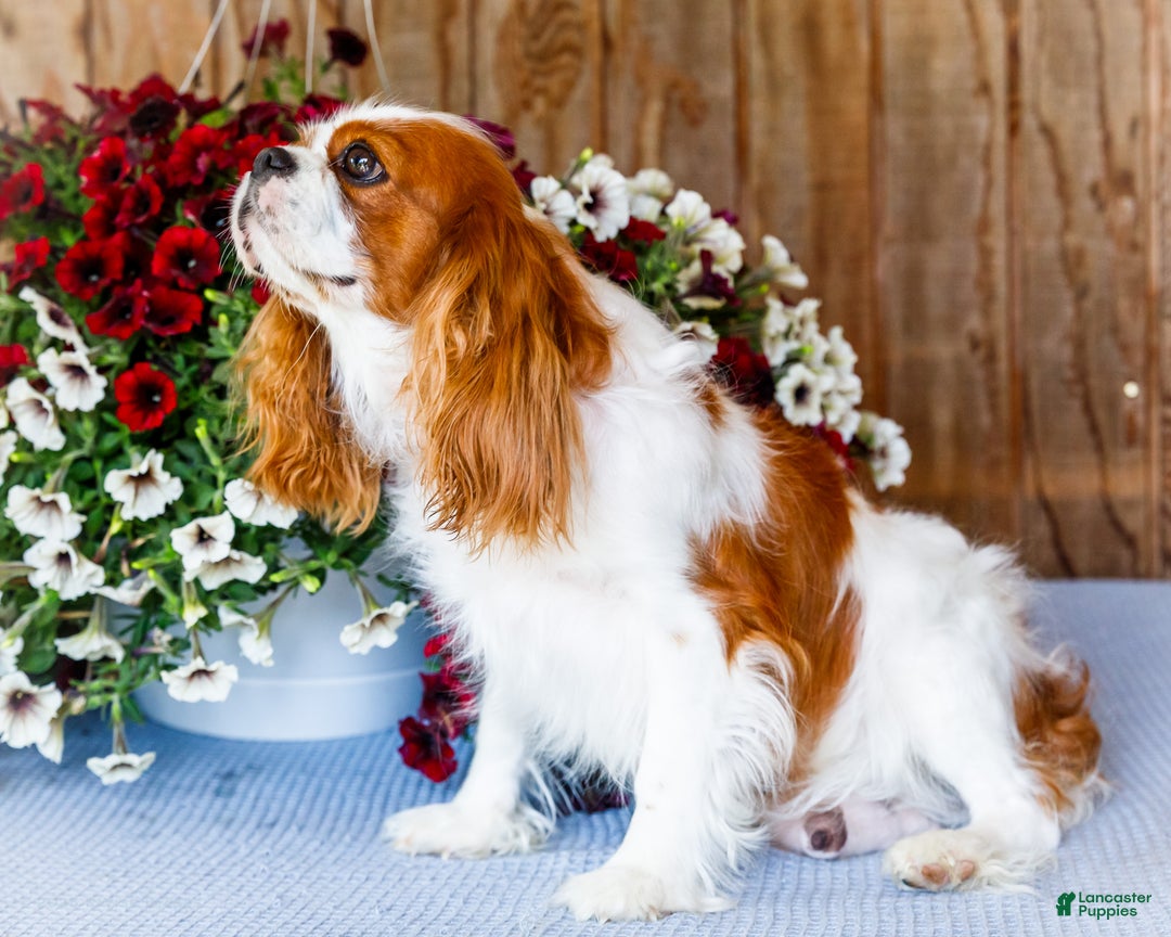 Cavalier King Charles Spaniel dogs for sale: Candy Cane - Ad 11