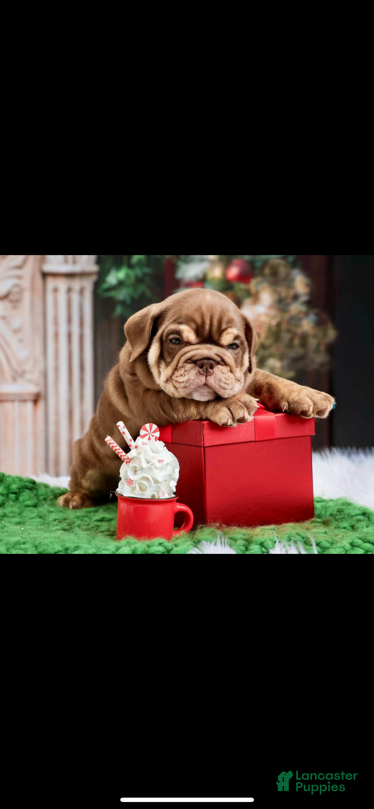 English Bulldog dogs English Bulldog Puppy 3 - Ad 39