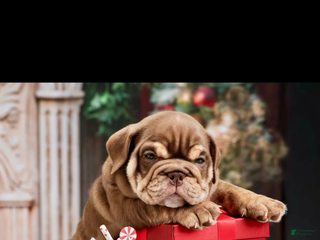 English Bulldog dogs English Bulldog Puppy 3 - Ad 27