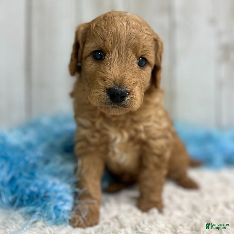 Mini Goldendoodle dogs Sully(Micro Mini Boy) - Ad 1