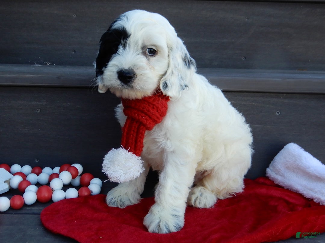 Cockapoo dogs for sale: Luka - Ad 12