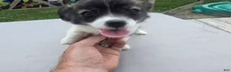 Pomchi dogs for sale: Lucy - Ad 13