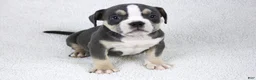 American Bully dogs for sale: Blue Tri Female 2 - Ad 3