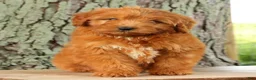 Mini Goldendoodle dogs for sale: Tucker - Ad 4