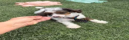 Miniature Poodle dogs for sale: Akc Clear 🧬 Tested Blue Merle  Phantom Parti- Bb - Ad 14