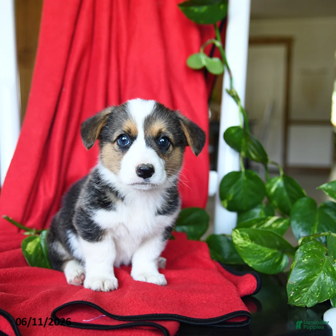 Welsh Corgi Pembroke dogs for sale: Candy - Ad 1