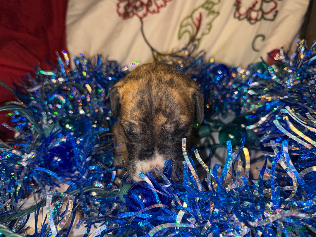 Great Dane dogs for sale: Max - Ad 13