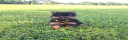 Mixed Breed dogs for sale: Beauty - Ad 3