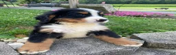 Bernese Mountain Dog dogs for sale: Milo - Ad 8