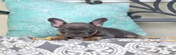 French Bulldog dogs for sale: Bruce  - Ad 3
