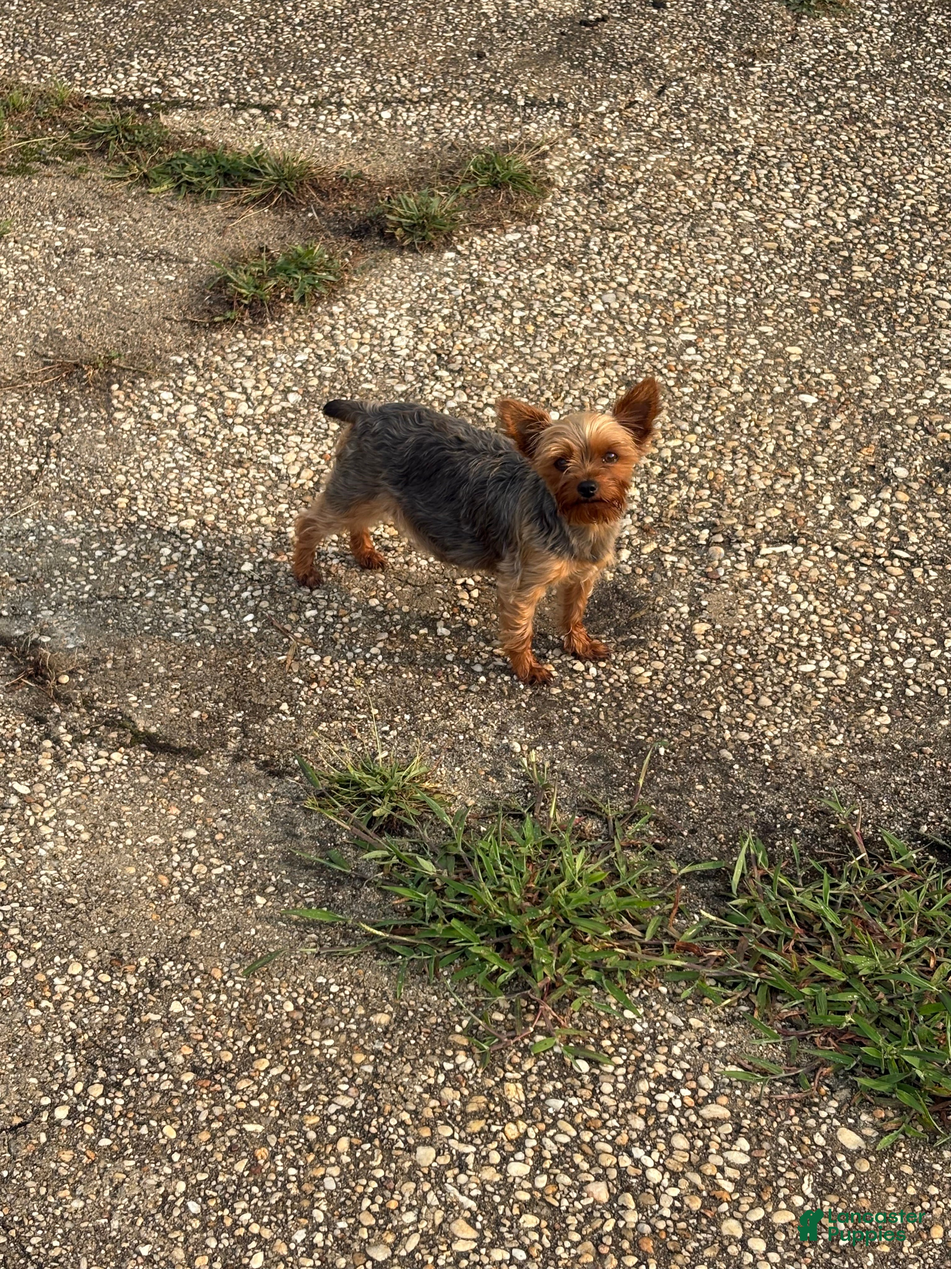 Yorkshire Terrier dogs for sale: Yorkshire Terrier 2 Butch - Ad 2
