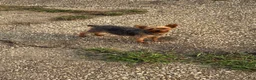 Yorkshire Terrier dogs for sale: Yorkshire Terrier 1Benny - Ad 2