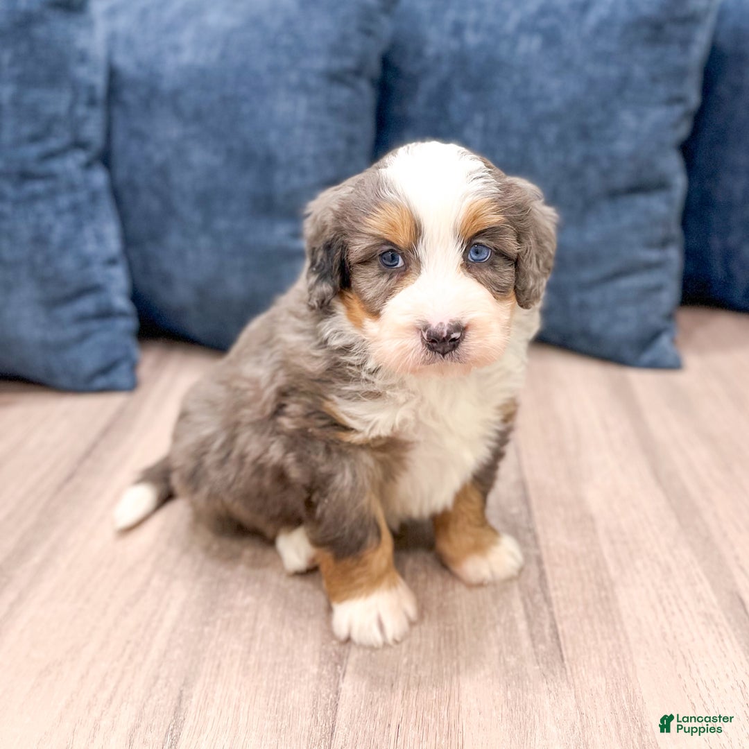 Mini Bernedoodle dogs for sale: Hank - Ad 2