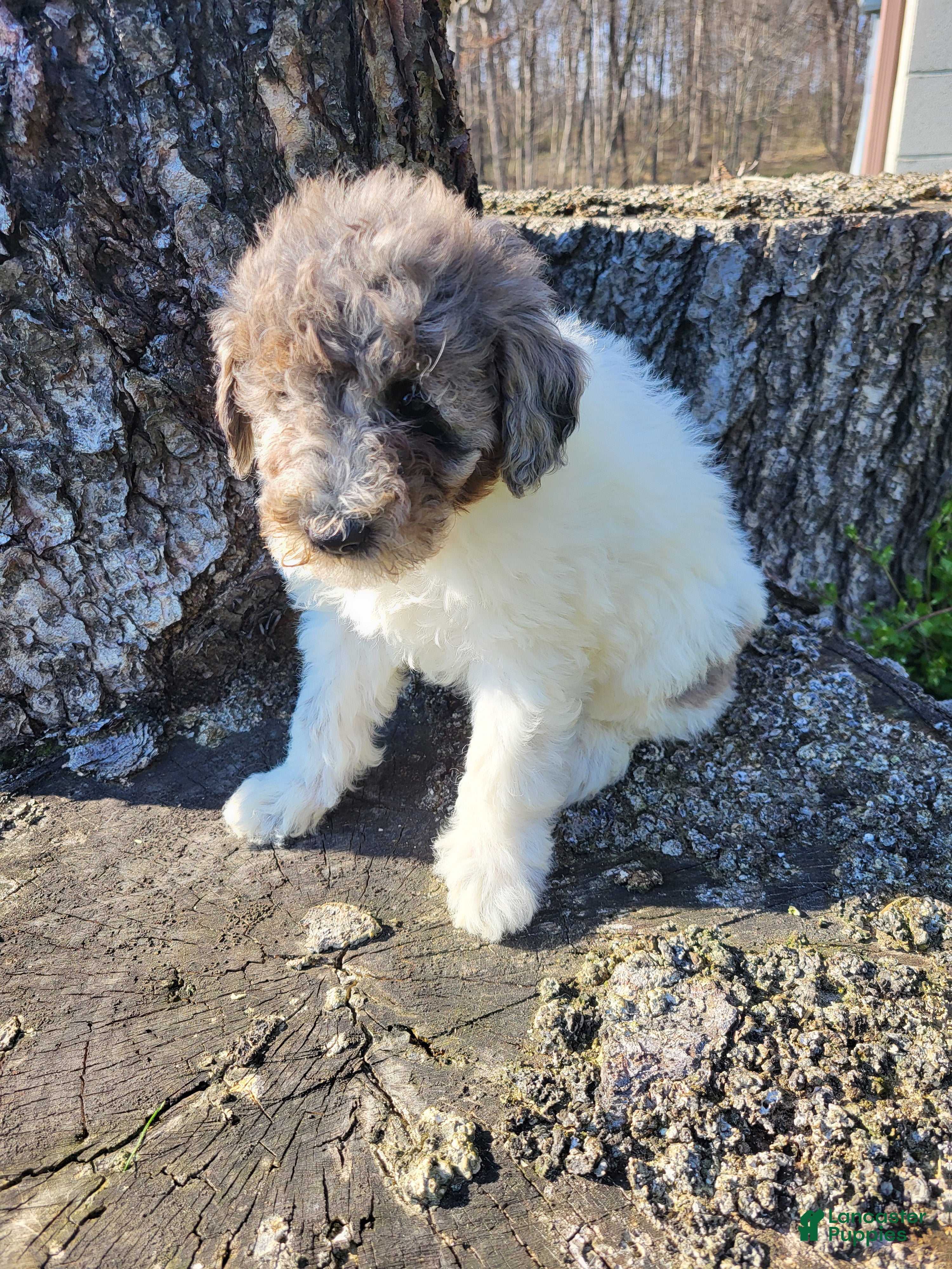 Miniature Poodle dogs Penny  - Ad 2