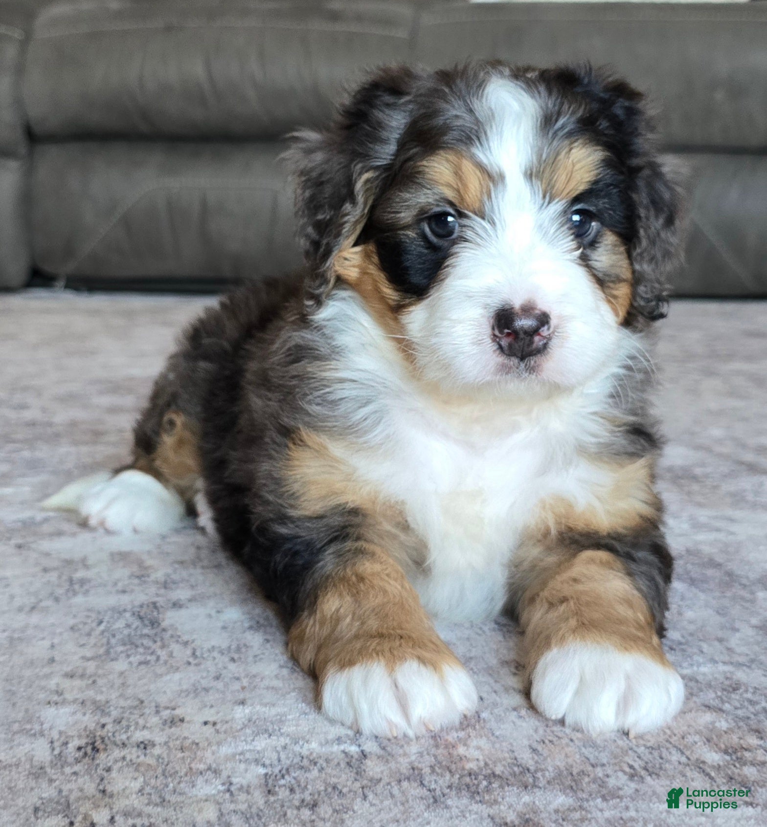 Mini Bernedoodle dogs Mini Bentley  - Ad 2