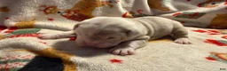 Olde English Bulldogge dogs for sale: Tri Lilac Merle - Ad 3