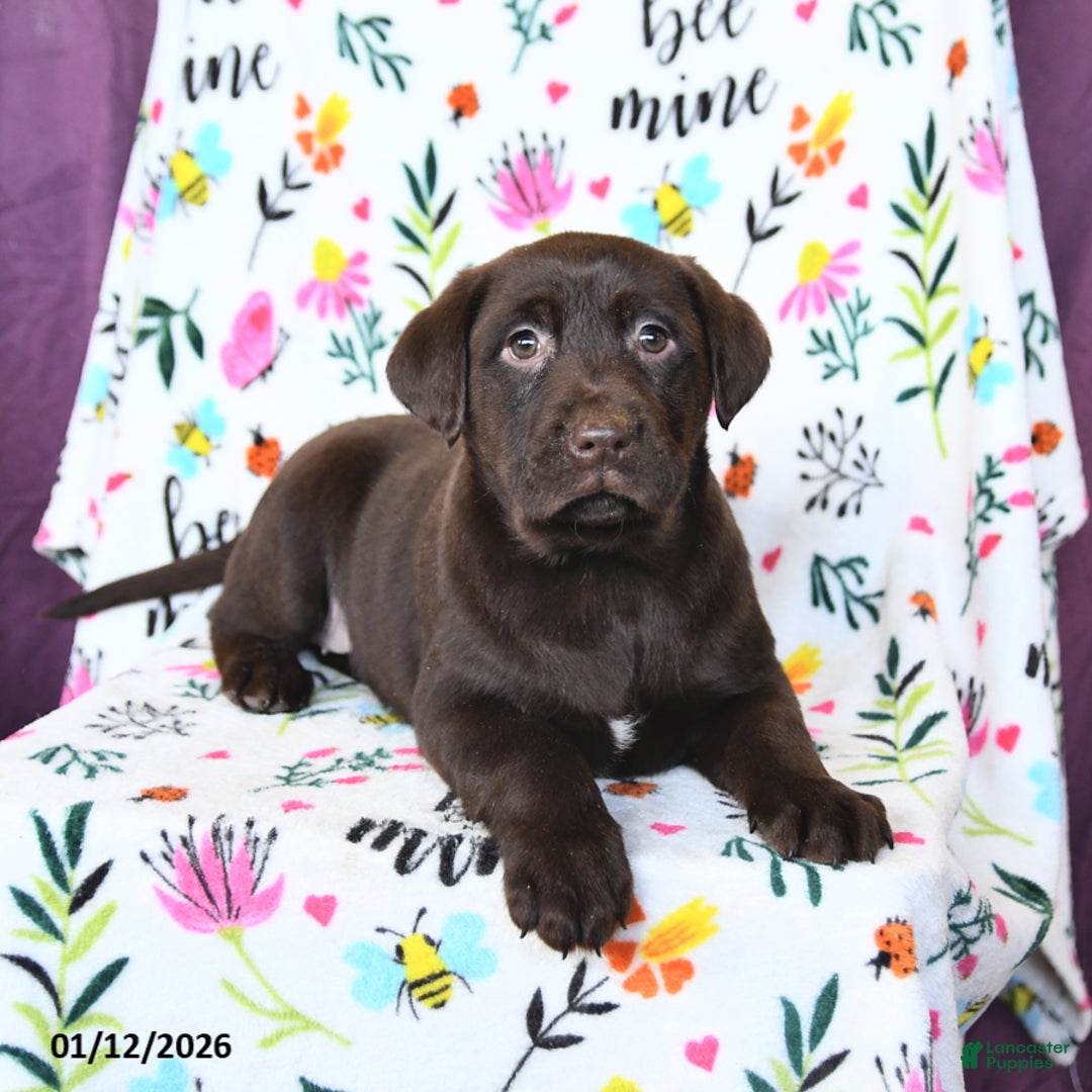 Labrador Retriever dogs for sale: Pumpkin - Ad 5