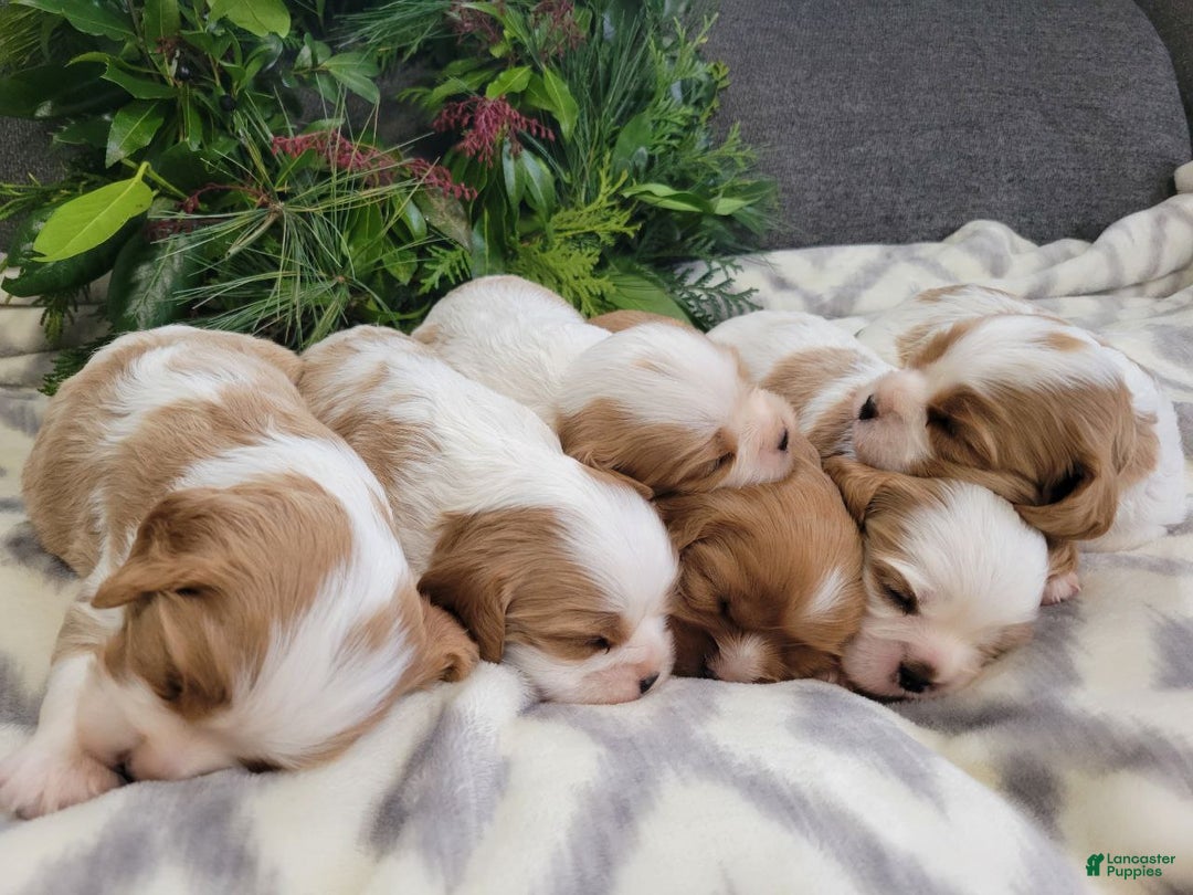 Cavalier King Charles Spaniel dogs for sale: Max - Ad 4