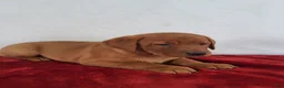 Labrador Retriever dogs for sale: Copper - Ad 6