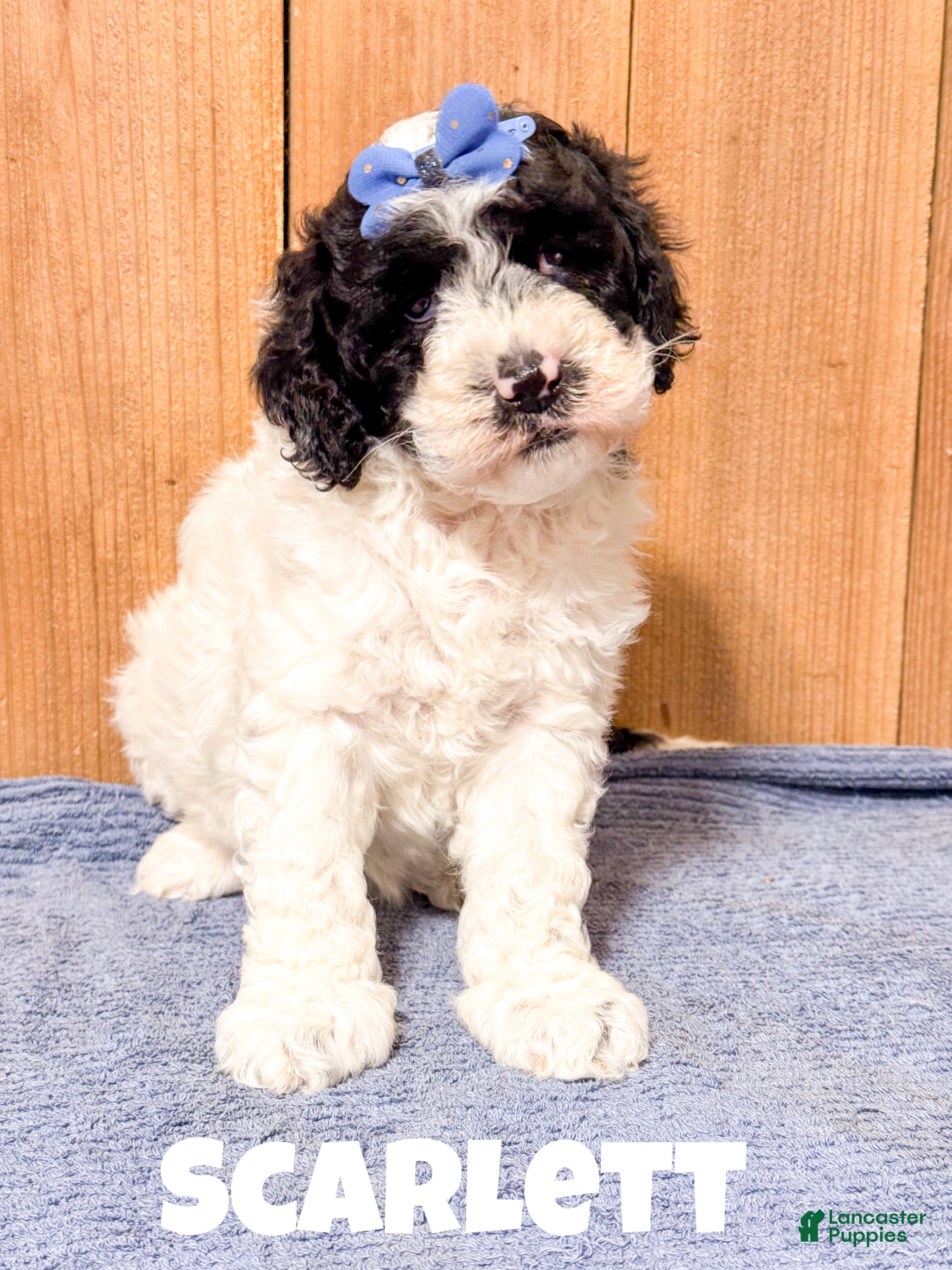 Mixed Breed dogs Medium F1b Bernedoodle - Scarlett - Ad 18