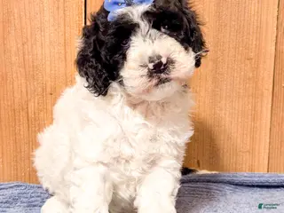 Mixed Breed dogs Medium F1b Bernedoodle - Scarlett - Ad 42