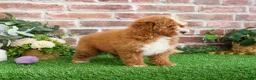 Mini Goldendoodle dogs for sale: Spaghetti - Ad 14