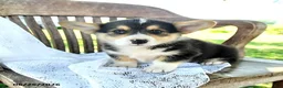Welsh Corgi Pembroke dogs for sale: Reilly - Ad 4