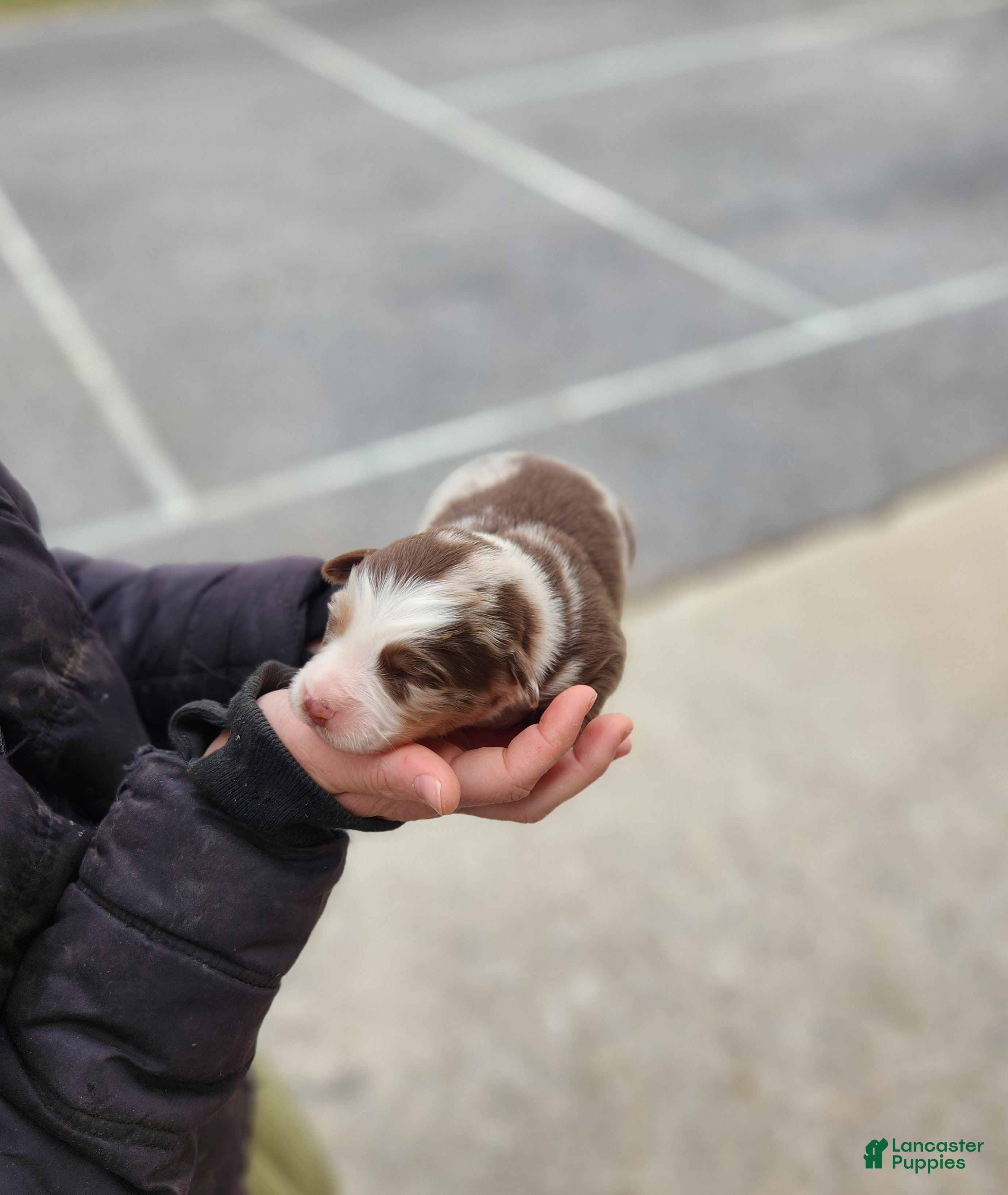 Australian Shepherd dogs Piper - Ad 38