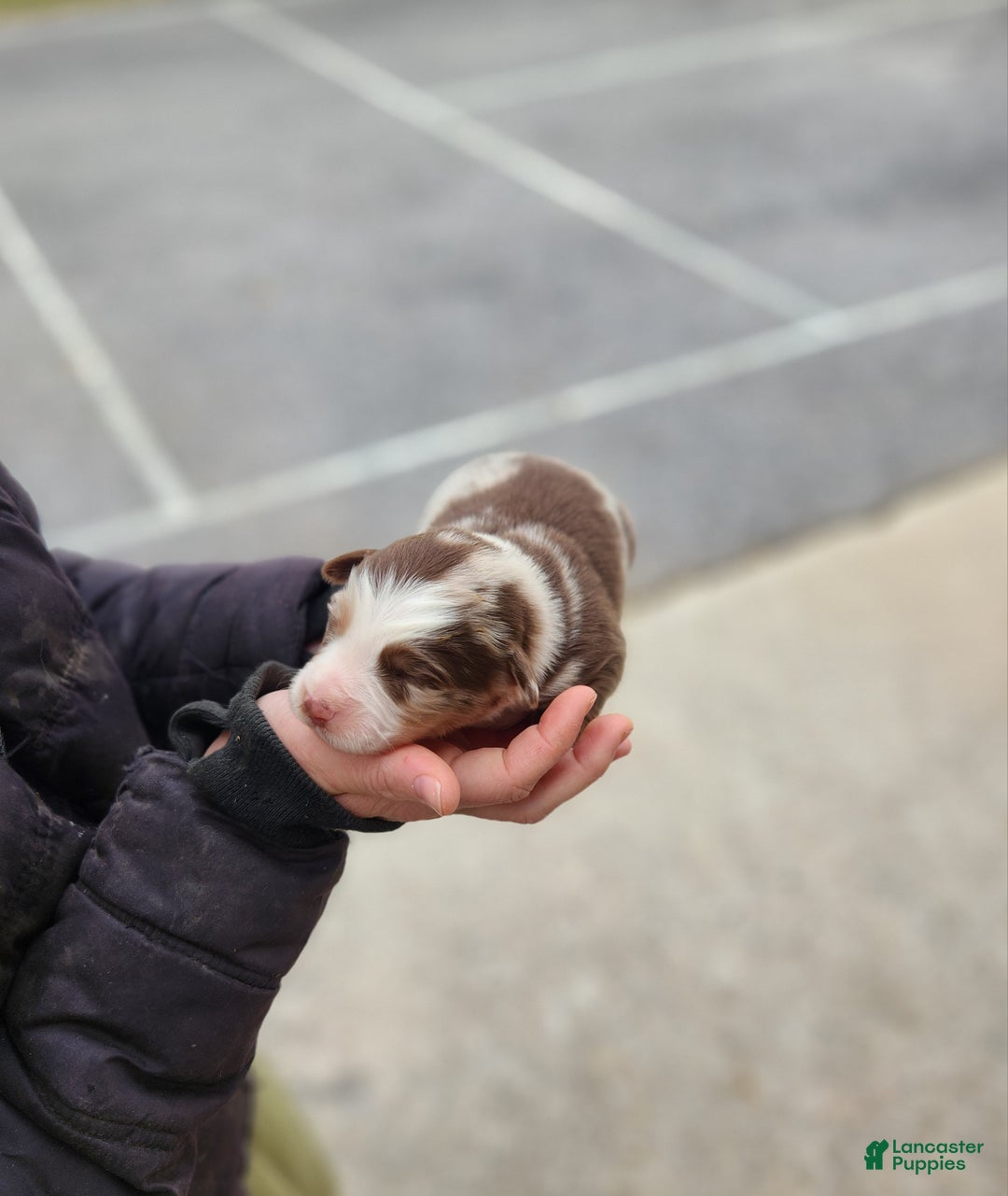 Australian Shepherd dogs for sale: Piper - Ad 1