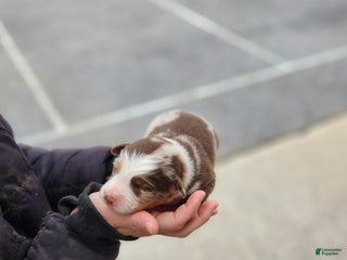 Australian Shepherd dogs Piper - Ad 13