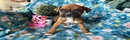 Boxer dogs for sale: Willow - Ad 1