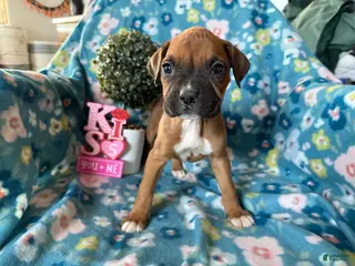 Boxer dogs Willow - Ad 15