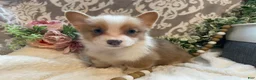 Welsh Corgi Pembroke dogs for sale: Smoky - Ad 9