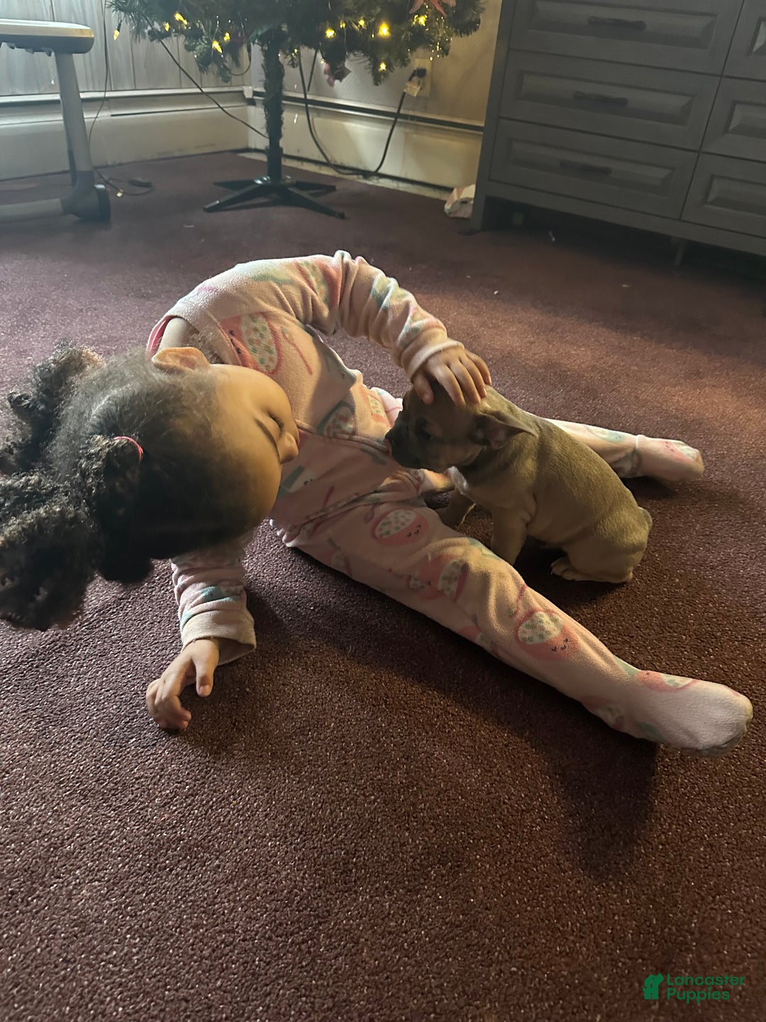 French Bulldog dogs for sale: Hugo - Ad 6