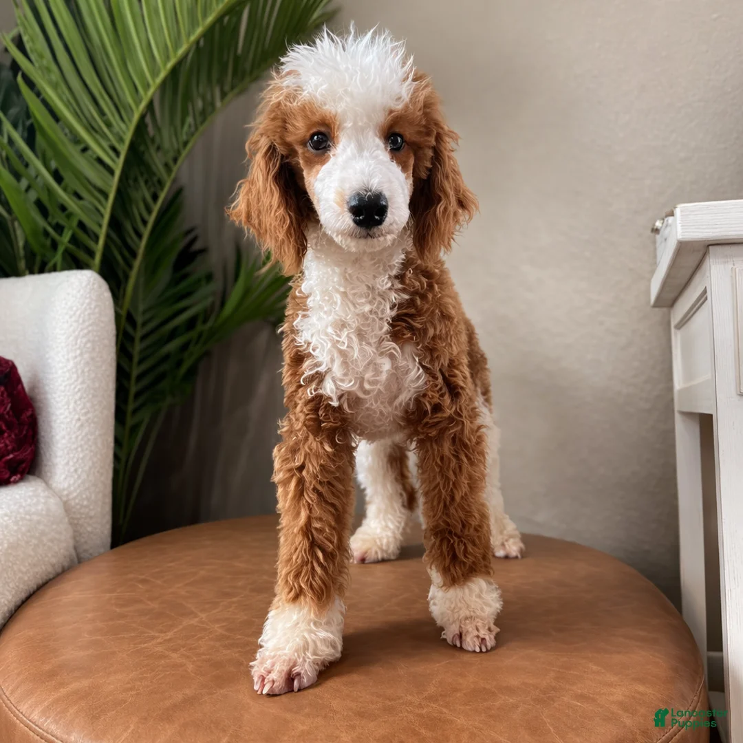 Miniature Poodle dogs for stud: Velvet - Ad 2