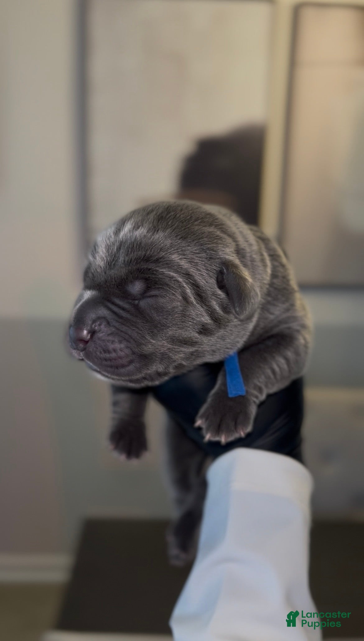 Cane Corso dogs Saber  - Ad 1