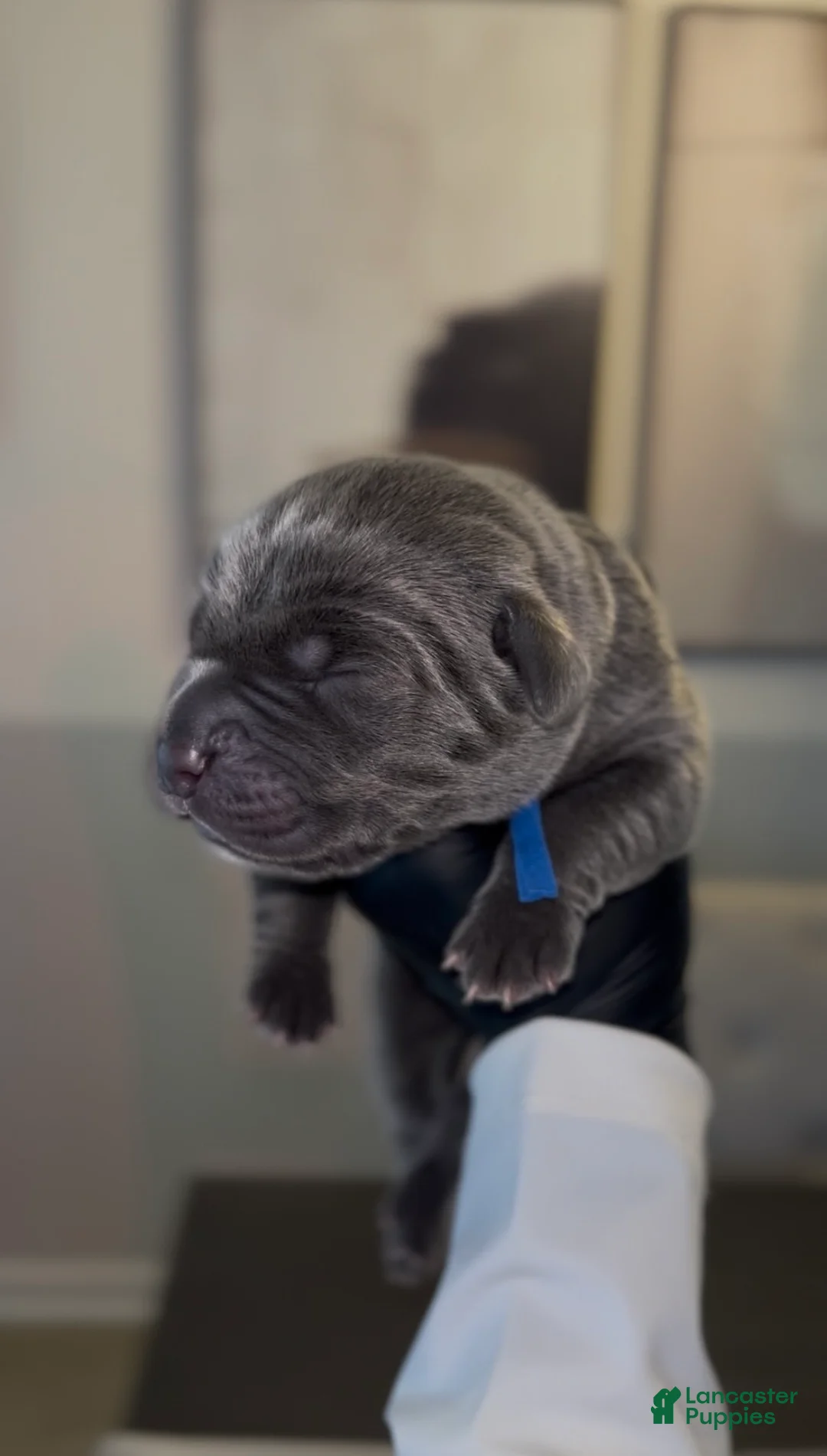 Cane Corso dogs for sale: Saber  - Ad 1