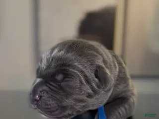 Cane Corso dogs for sale: Saber - Ad 3