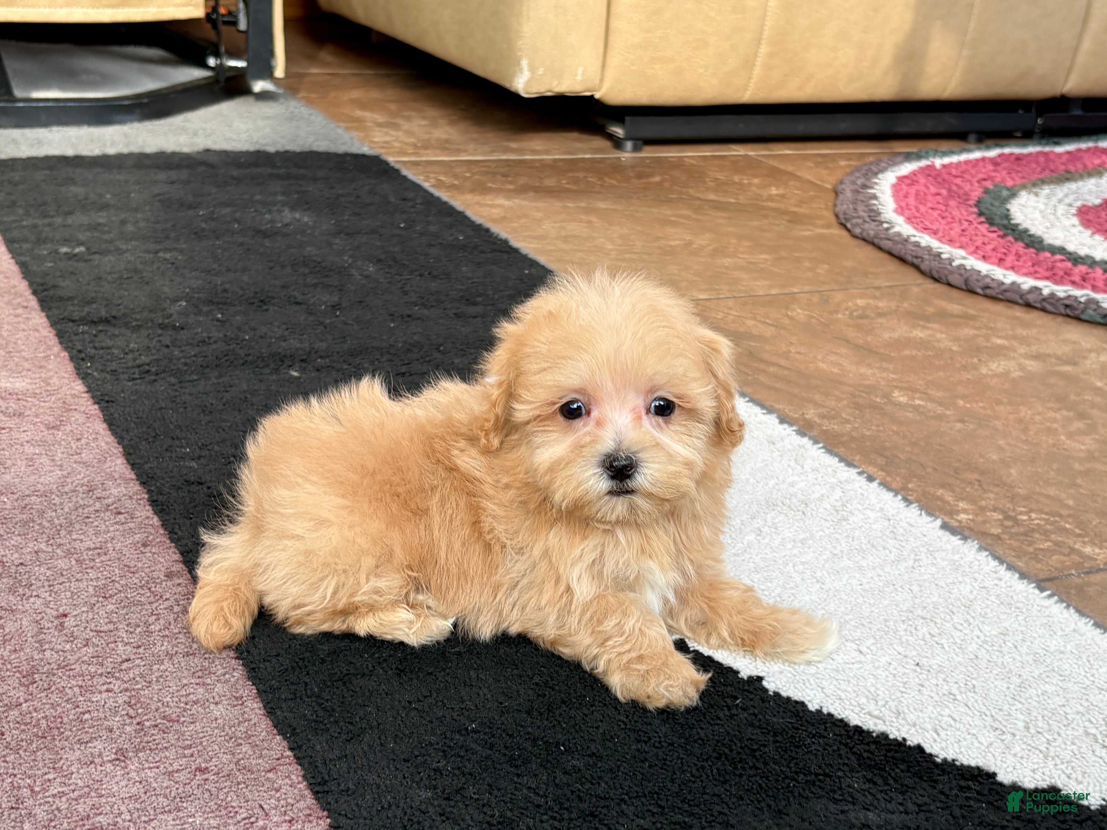 Maltipoo dogs Maltipoo Male Puppy 3 - Ad 2